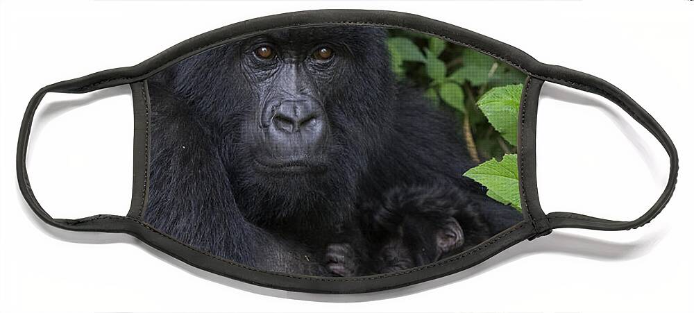 00427965 Face Mask featuring the photograph Mountain Gorilla Mother And Infant Parc by Suzi Eszterhas