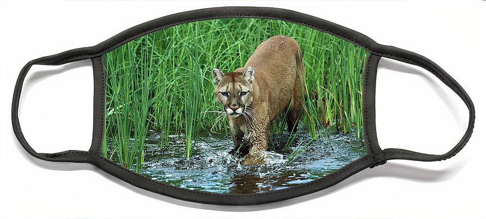 Mp Face Mask featuring the photograph Mountain Lion Puma Concolor Wading by Konrad Wothe