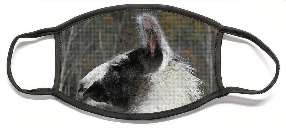 Alpaca Face Mask featuring the photograph Mr Alpaca in the country by Kim Galluzzo Wozniak