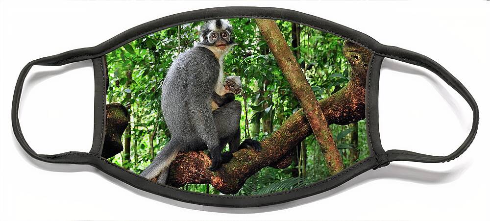Mp Face Mask featuring the photograph North Sumatran Leaf Monkey Presbytis by Thomas Marent
