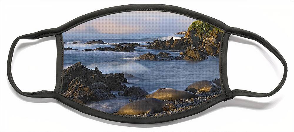 00175284 Face Mask featuring the photograph Northern Elephant Seal Group Resting by Tim Fitzharris