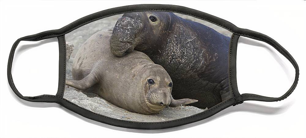 00429891 Face Mask featuring the photograph Northern Elephant Seal Mating by Suzi Eszterhas