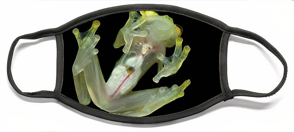 Mp Face Mask featuring the photograph Northern Glassfrog Hyalinobatrachium by Thomas Marent