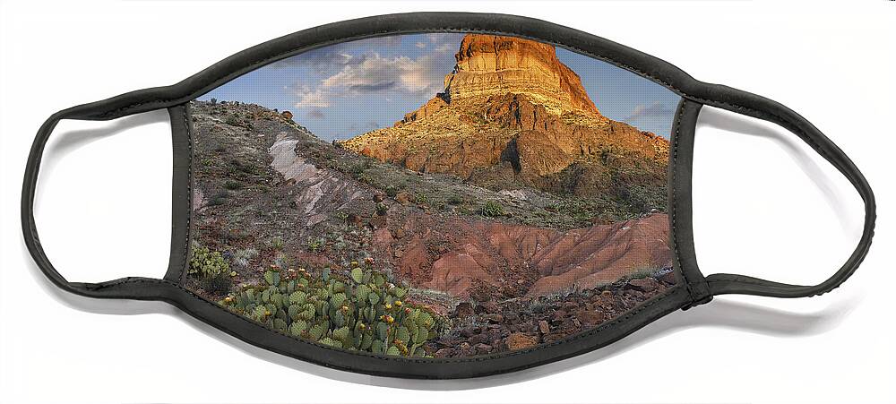 00176467 Face Mask featuring the photograph Opuntia Cactus At Cerro Castellan by Tim Fitzharris
