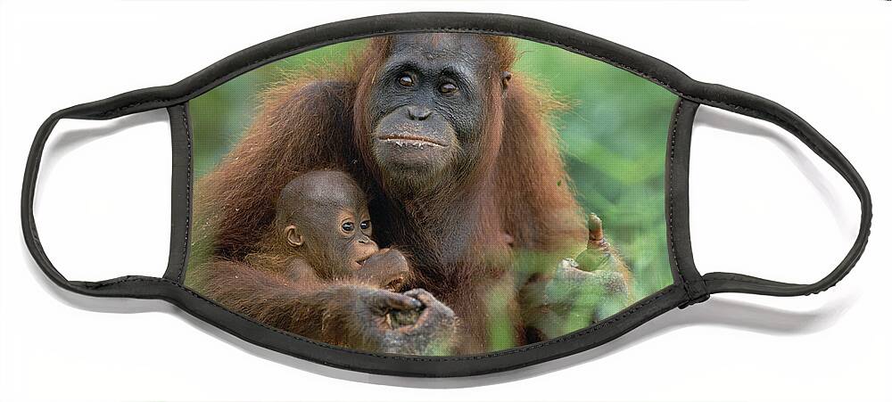 Mp Face Mask featuring the photograph Orangutan Pongo Pygmaeus Mother by Konrad Wothe