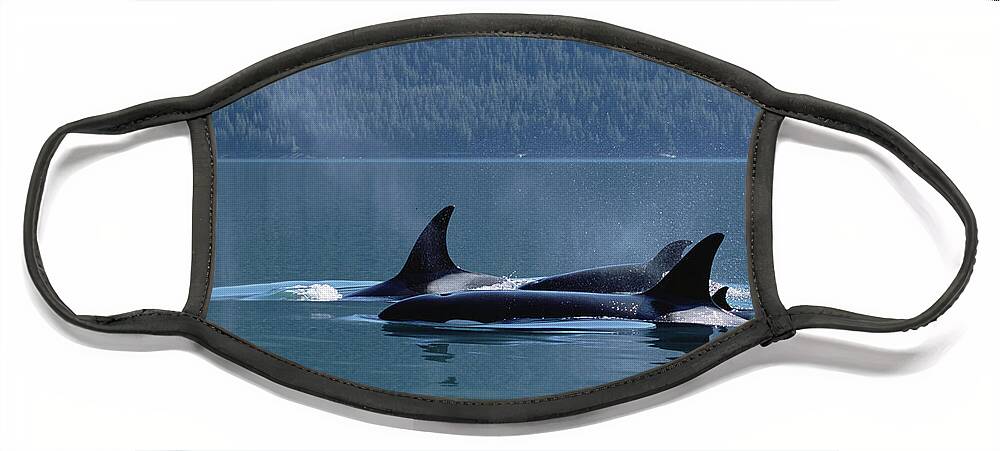 Mp Face Mask featuring the photograph Orca Orcinus Orca Pod Surfacing, Inside by Konrad Wothe