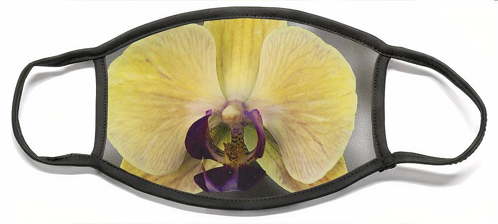 Mixed Media Face Mask featuring the photograph Orchid Study III by Patricia Griffin Brett