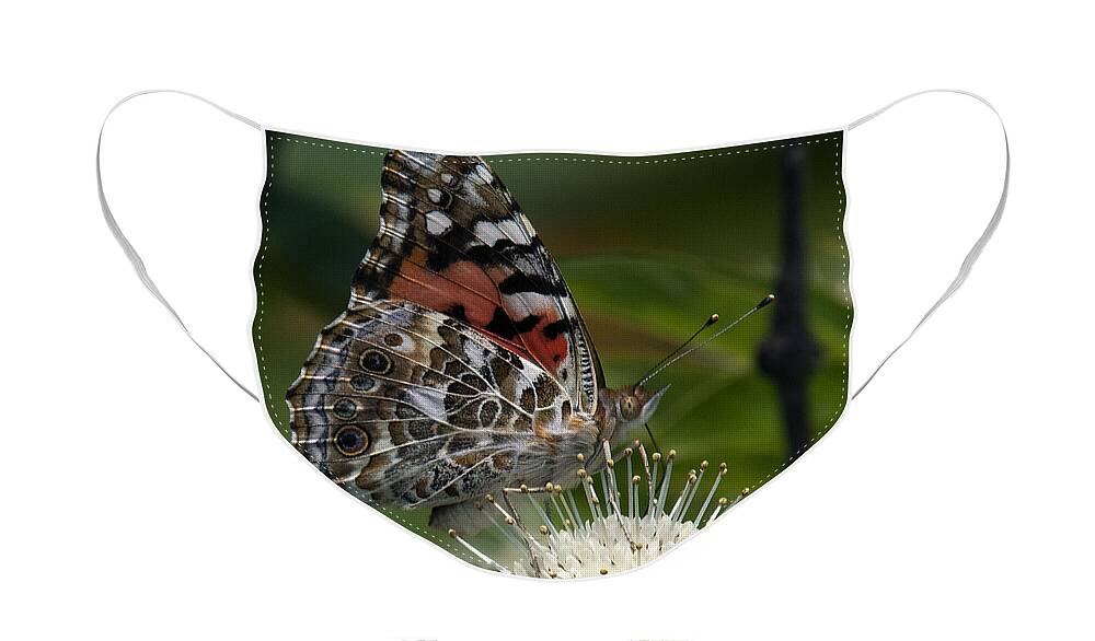 Study Face Mask featuring the photograph Painted Lady Butterfly DIN049 by Gerry Gantt