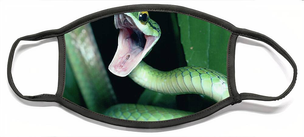 Mp Face Mask featuring the photograph Parrot Snake Leptophis Ahaetulla by Michael & Patricia Fogden