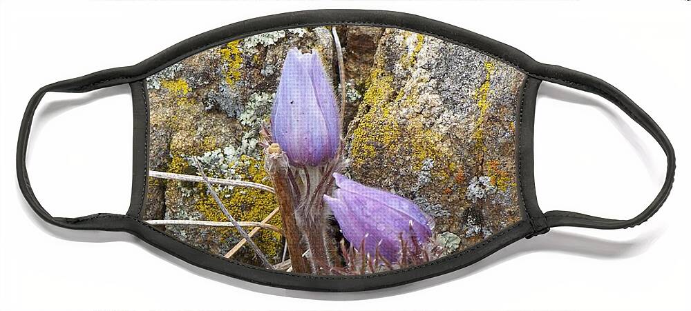 Pasque Flowers Face Mask featuring the photograph Pasque Flowers by Dorrene BrownButterfield