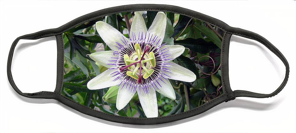 Plant Face Mask featuring the photograph Passion Flower by Rod Johnson