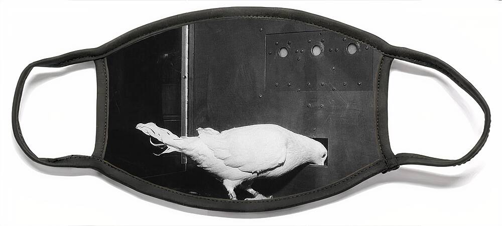 Pigeon Face Mask featuring the photograph Pigeon In Skinner Box by Photo Researchers, Inc.