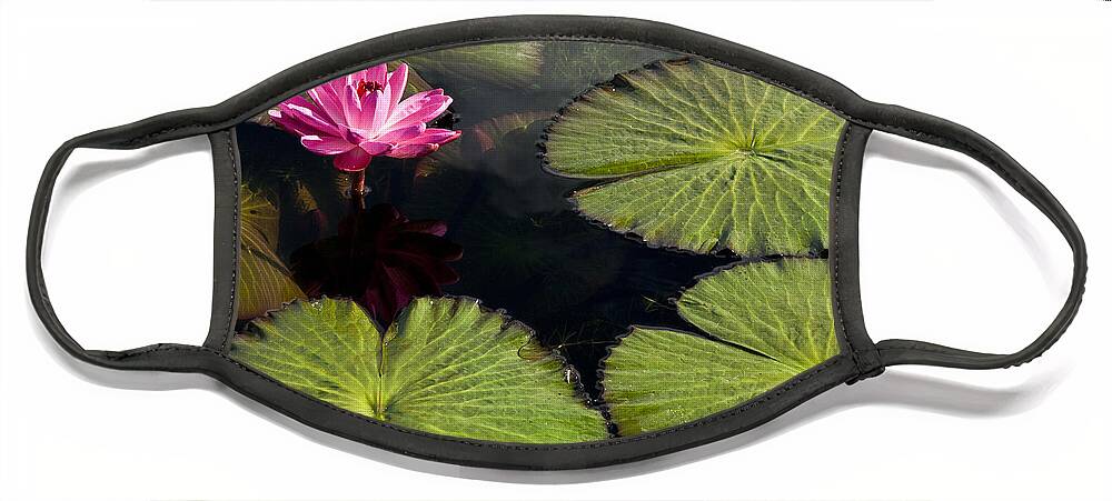 Water Llilies Face Mask featuring the photograph Pink Water Lily I by Heiko Koehrer-Wagner
