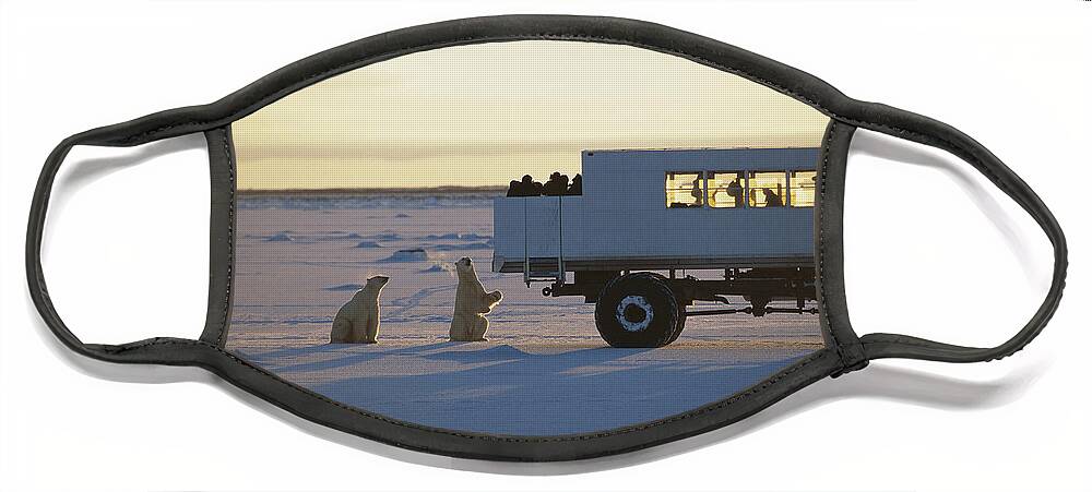 00125822 Face Mask featuring the photograph Polar Bear And Tundra Buggy Churchill by Flip Nicklin