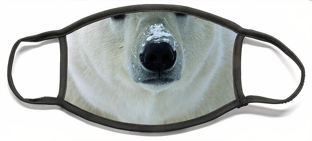 Mp Face Mask featuring the photograph Polar Bear Ursus Maritimus Adult Male by Matthias Breiter