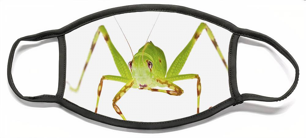 00478857 Face Mask featuring the photograph Pollen Katydid Cleaning Foot La Selva by Piotr Naskrecki