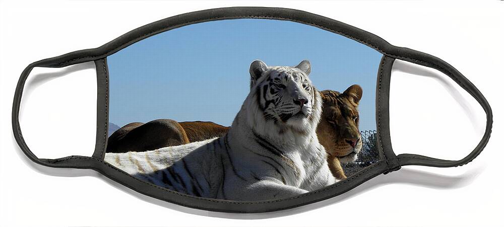 Tiger Face Mask featuring the photograph Posing by Kim Galluzzo