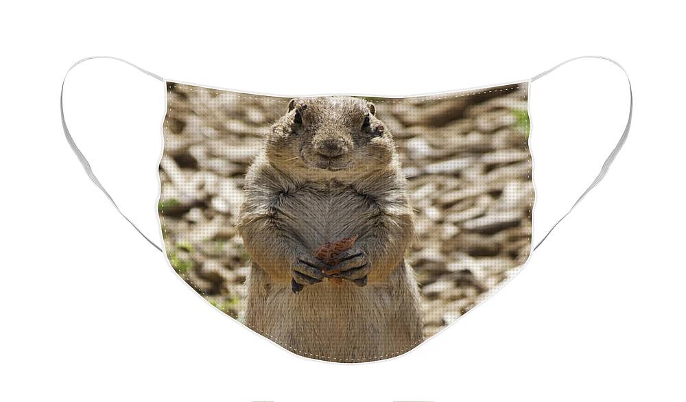 Best Sellers Face Mask featuring the photograph Prairie Dog eating Milk Bone by Melany Sarafis