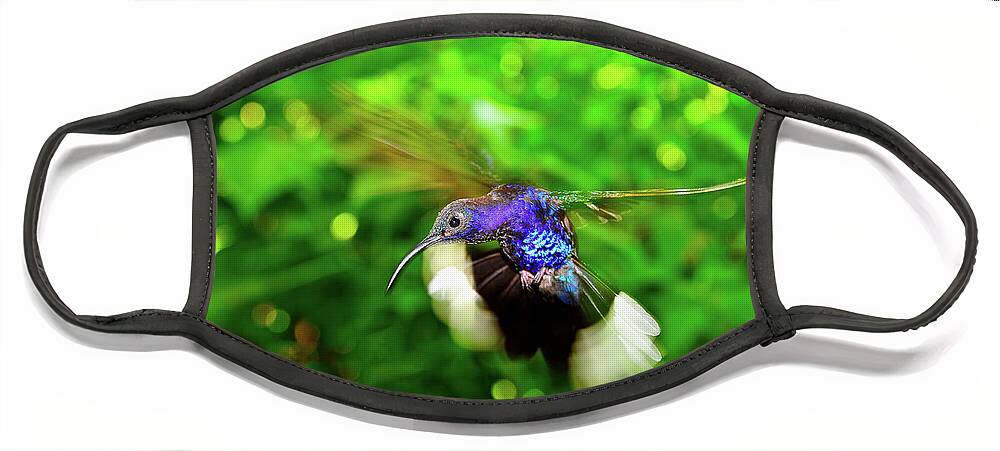 Hummingbird Photographs Face Mask featuring the photograph Purple and Blue Hummingbird by Harry Spitz