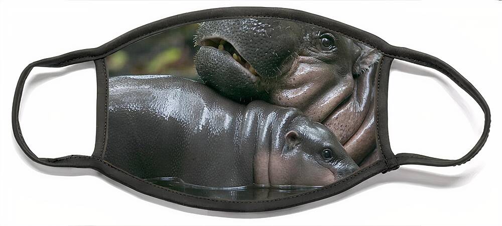 Mp Face Mask featuring the photograph Pygmy Hippopotamus Hexaprotodon by Cyril Ruoso