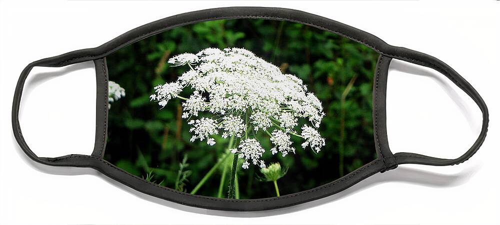 Queen Anne's Lace Face Mask featuring the photograph Queen Anne's Lace by Ms Judi