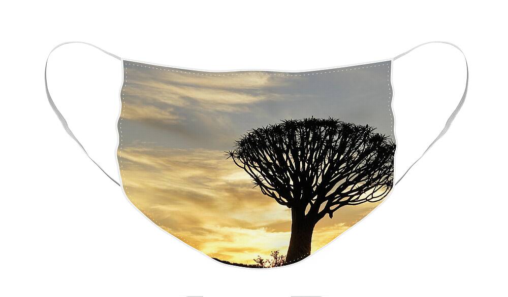 Africa Face Mask featuring the photograph Quivertree Sunset by Michele Burgess