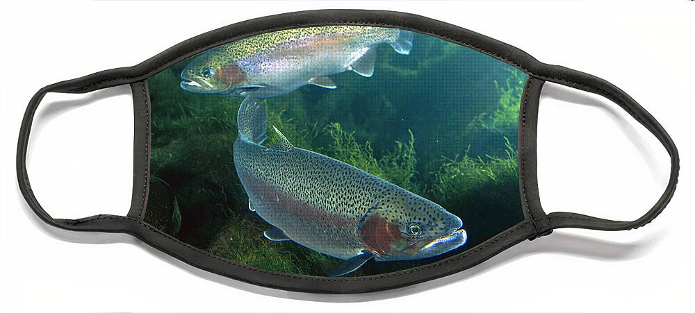 00640118 Face Mask featuring the photograph Rainbow Trout Pair by Michael Durham