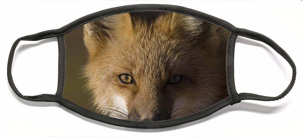 Mp Face Mask featuring the photograph Red Fox Vulpes Vulpes Portrait, Alaska by Michael Quinton