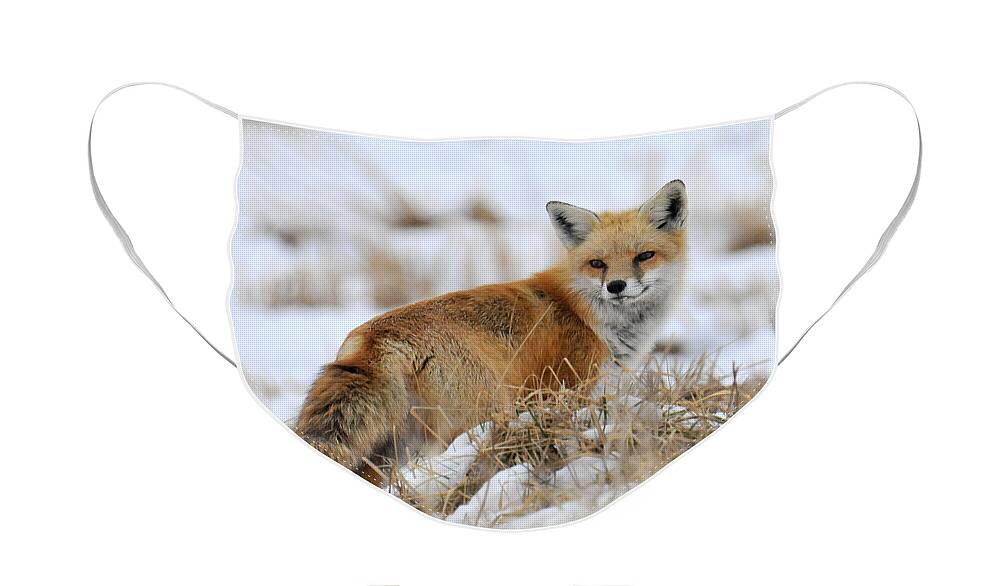 Red Fox Face Mask featuring the photograph Red Fox Winter by Craig Leaper