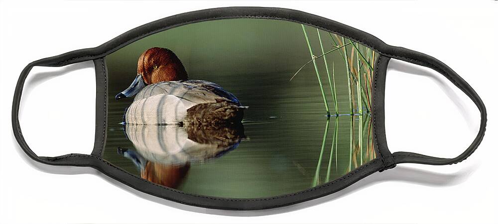00174652 Face Mask featuring the photograph Redhead Duck Male With Reflection by Tim Fitzharris