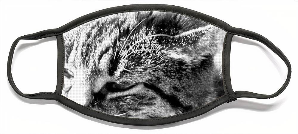 Cat Face Mask featuring the photograph Relaxing by Kim Galluzzo