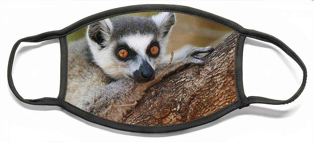 00621089 Face Mask featuring the photograph Ring-tailed Lemur Resting by Cyril Ruoso