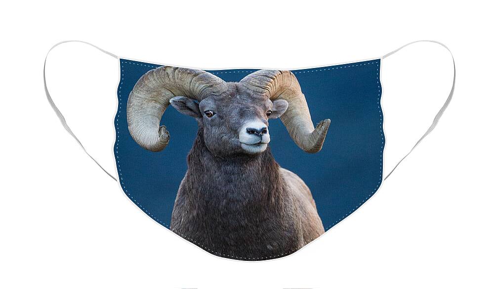 2012 Face Mask featuring the photograph Rocky Mountain Big Horn by Ronald Lutz