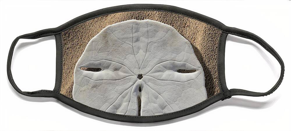 Sand Dollar Face Mask featuring the photograph Sand Dollar Tails by Mike McGlothlen