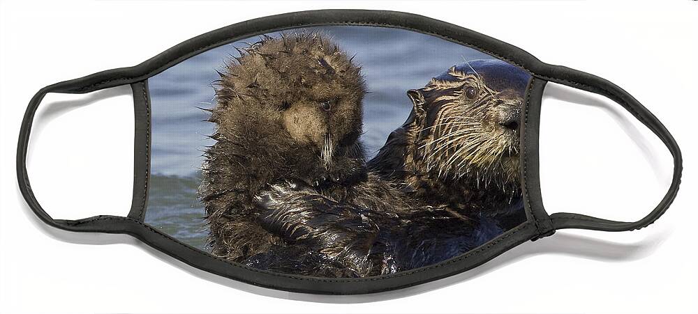 00438551 Face Mask featuring the photograph Sea Otter Mother Holding Pup Monterey by Suzi Eszterhas