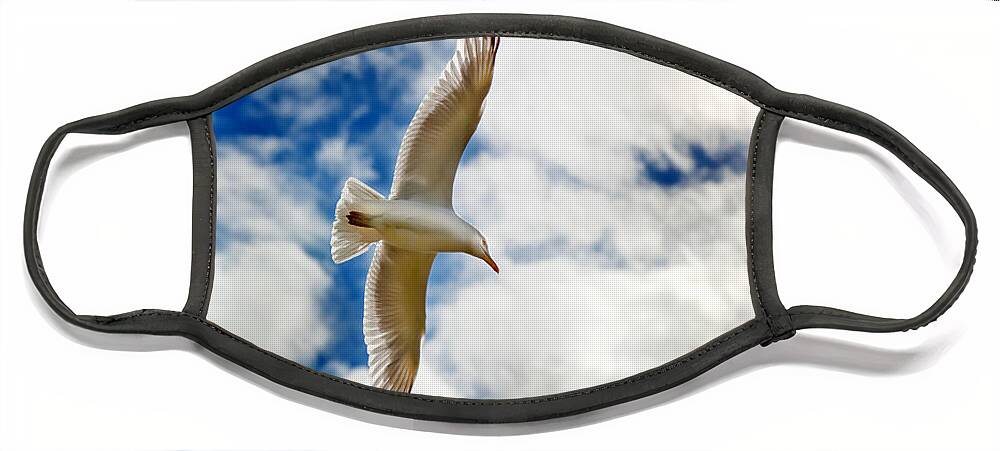 Seagul Face Mask featuring the photograph Seagul gliding in flight by Simon Bratt