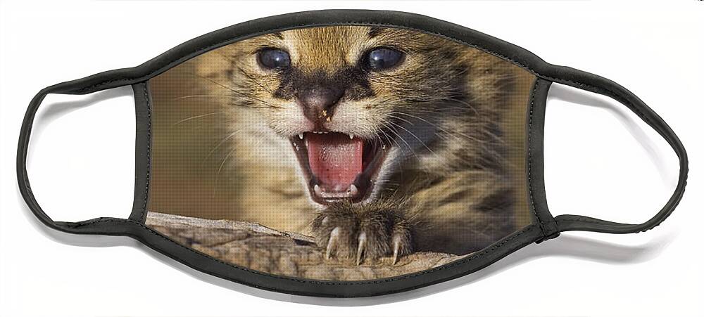00761925 Face Mask featuring the photograph Serval Kitten Playing And Calling by Suzi Eszterhas