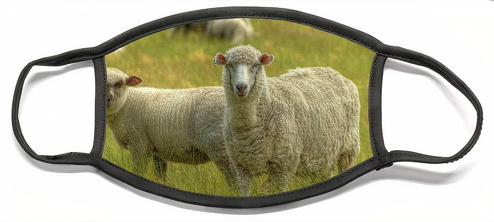New Zealand Face Mask featuring the photograph Sheep by Marc Bittan