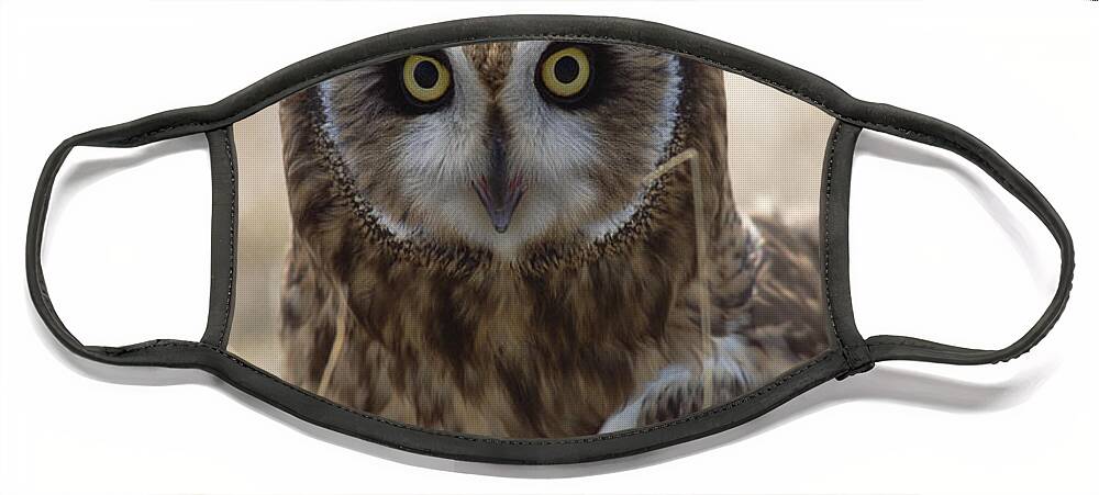 Mp Face Mask featuring the photograph Short-eared Owl Asio Flammeus Portrait by Konrad Wothe