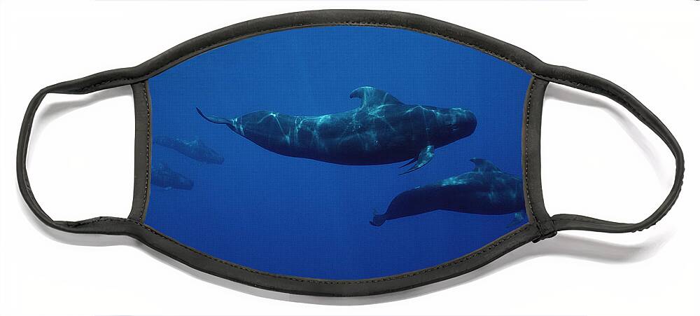 00083143 Face Mask featuring the photograph Shortfinned Pilot Whale Pod Hawaii by Flip Nicklin
