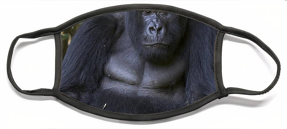 00761202 Face Mask featuring the photograph Silverback Mountain Gorilla Rwanda by Suzi Eszterhas