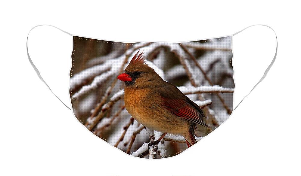 Nature Face Mask featuring the photograph Snowbirds--Cardinal DSB025 by Gerry Gantt