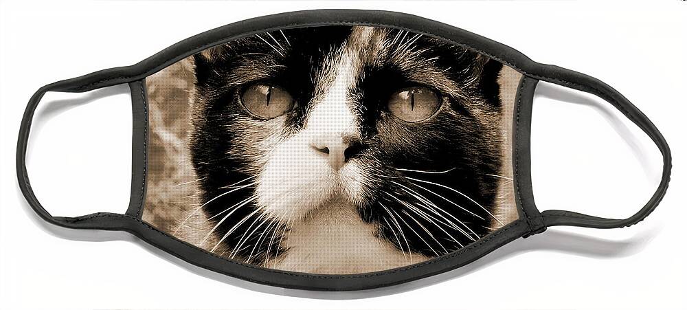Cat Face Mask featuring the photograph Souls Great and Small 2 by Rory Siegel
