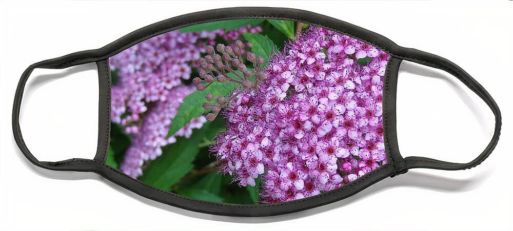 Spirea Face Mask featuring the photograph Spirea by Laurel Best