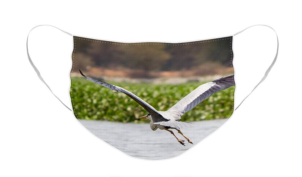Madiwala Lake Face Mask featuring the photograph Spread your wings and fly away by SAURAVphoto Online Store