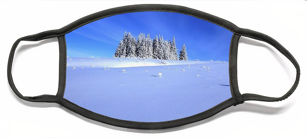 Snow Face Mask featuring the photograph Spruce Grove in Winter by Michele Cornelius