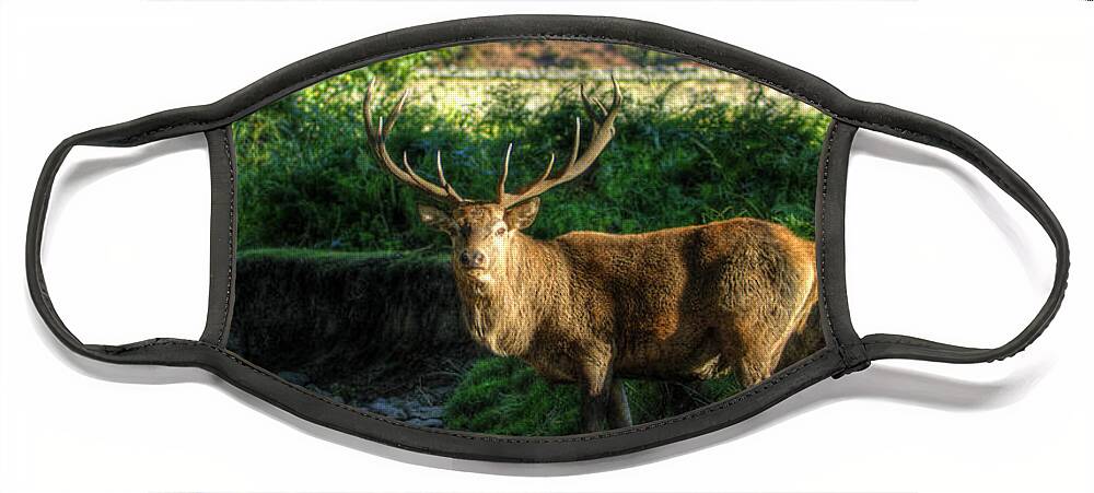 Fallow Deer Face Mask featuring the photograph Stag by Yhun Suarez