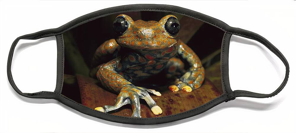 Mp Face Mask featuring the photograph Strawberry Tree Frog Hyla Pantosticta by Pete Oxford