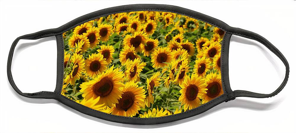 Sunflowers Face Mask featuring the photograph Sunflower Panorama by Nancy De Flon