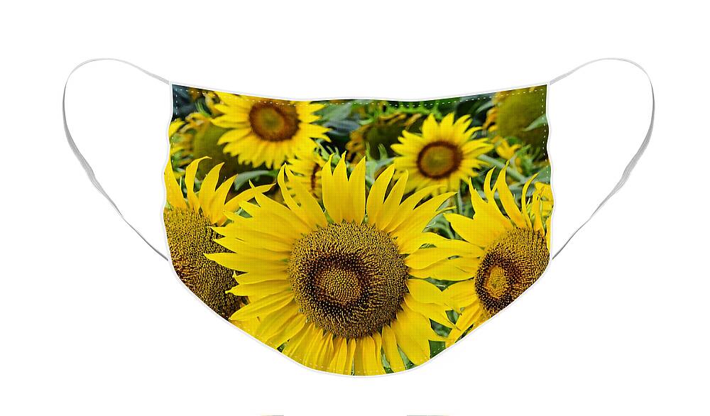 Sunflowers Face Mask featuring the photograph Sunflowers by Gary Beeler